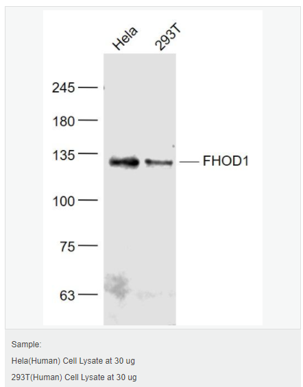 60599c741fc0e.png image.png