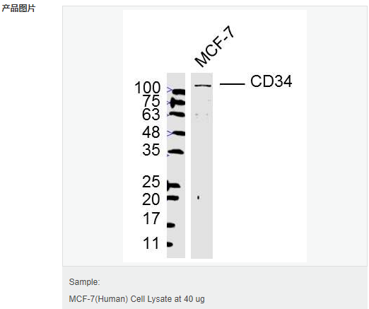 606425237af5c.png image.png