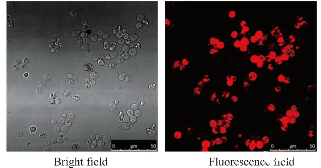 662869c74acd9.png image.png